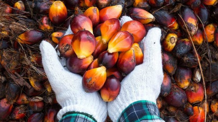 Tại sao các quỹ đầu tư dầu cọ vẫn ưu tiên giao dịch các hợp đồng dầu cọ kì hạn gần?