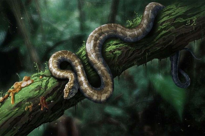 tỵ