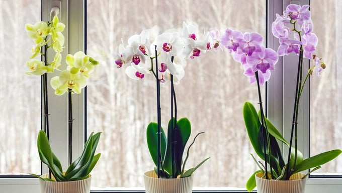 Đối với người Việt, hoa lan mang theo một thông điệp về sự thịnh vượng, may mắn và phúc lộc