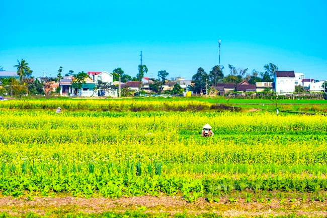 Vào cuối tháng Giêng, đầu tháng 2 năm sau, khi hạt cải già người dân sẽ thu hoạch hạt và khép lại một mùa cải