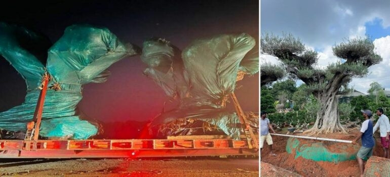 Đừng dạy người giàu cách tiêu tiền: Một tỷ phú mạnh tay chi gần 3 tỷ đồng mua cặp 'cây phong thủy' siêu quý hiếm, tuổi đời hàng trăm năm