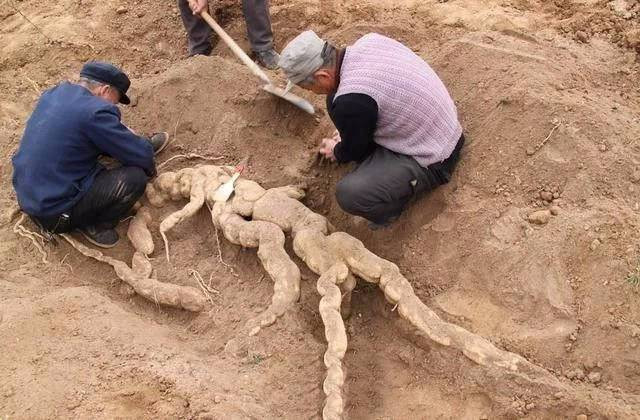 Củ sâm có kích thước ''khủng'', cao khoảng 1m50 và nặng gần 100kg
