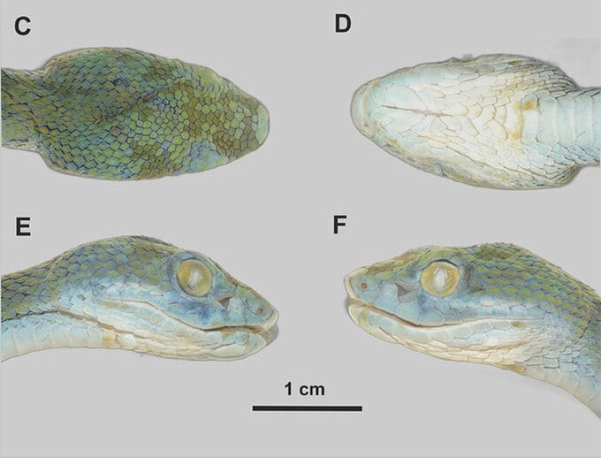 Cận cảnh phần đầu của loài rắn lục mép xanh được các nhà khoa học thu thập. Nguồn: ResearchGate