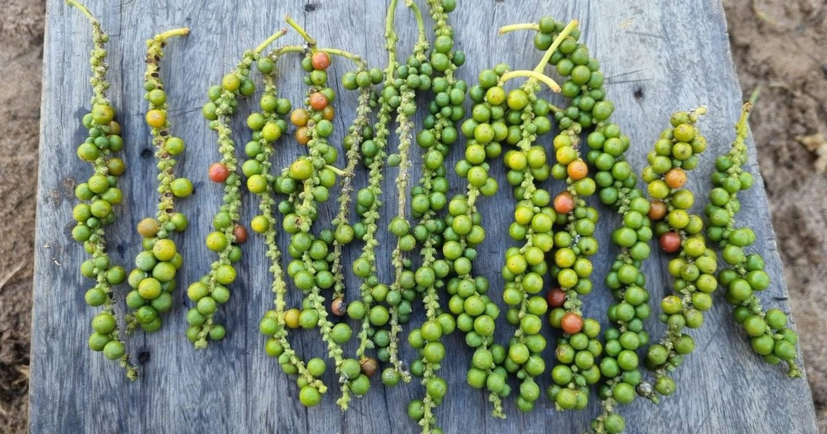 Giá tiêu hôm nay 11/9: tăng tới 2.500 đồng/kg nhờ lực mua từ Trung Quốc