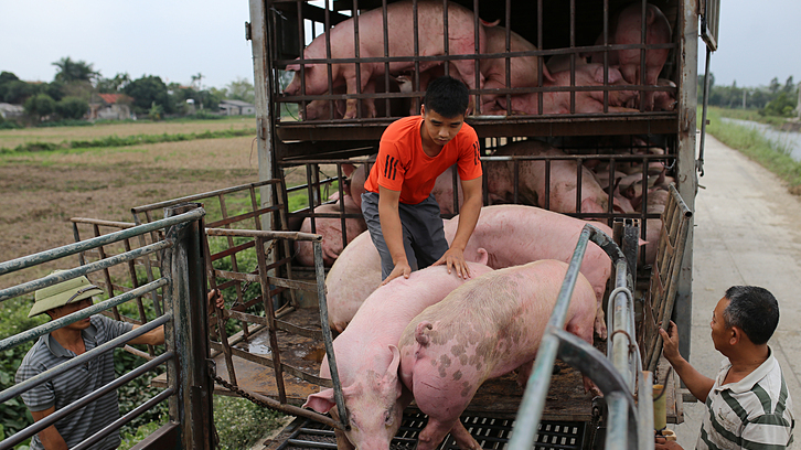 Giá heo hơi hôm nay 26/9: tăng giảm trái chiều 1.000 đồng/kg. Ảnh minh họa.