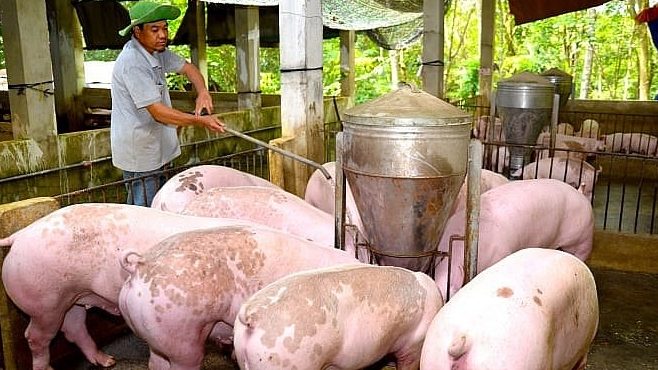 Giá heo hơi hôm nay 27/9: tại Quảng Bình tăng nhẹ 1.000 đồng/kg. Ảnh minh họa.