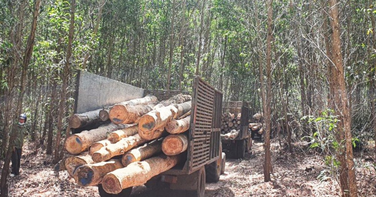 Đồng Nai: đề nghị ngăn chặn khai thác trái phép rừng trồng phòng hộ