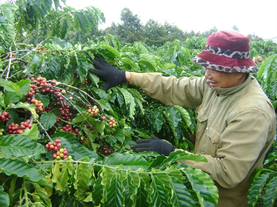 Giá cà phê hôm nay 23/11: 2 sàn tăng mạnh, Robusta lên gần 5.000 USD/tấn 