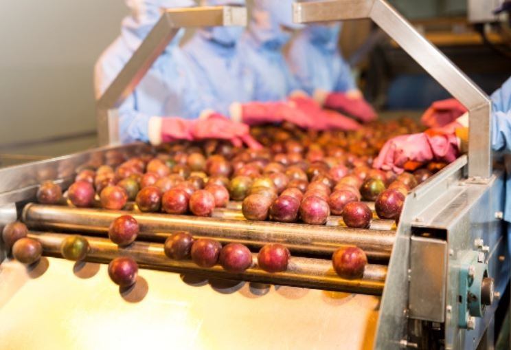 Xuất khẩu tăng trưởng 300%, loại trái cây bình dân ở Việt Nam cực giàu chất chống oxy hoá chuẩn bị 'đổ bộ' thị trường Mỹ