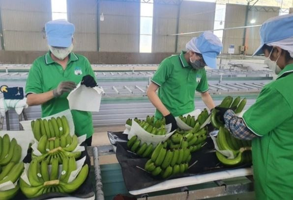 500 ngàn đồng/buồng: Chuối Việt 'soán ngôi' Philippines, chiếm lĩnh thị trường Trung Quốc