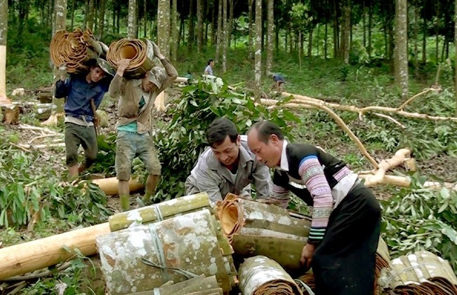 Loại cây 'bóc vỏ, bứt lá' là ra tiền của Việt Nam được Ấn Độ săn đón, sẵn sàng chi cả trăm triệu USD để mua