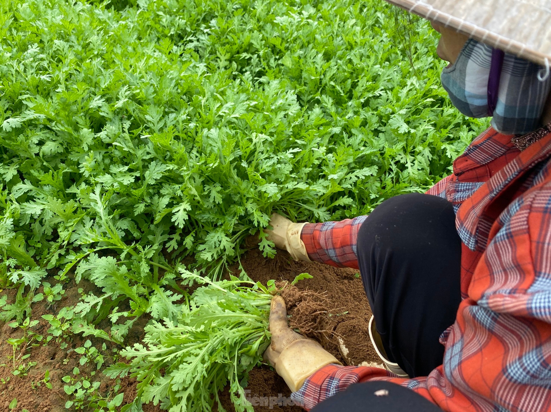 Nông dân ở vựa rau lớn nhất Nghệ An 'trúng đậm' vụ Tết ảnh 11