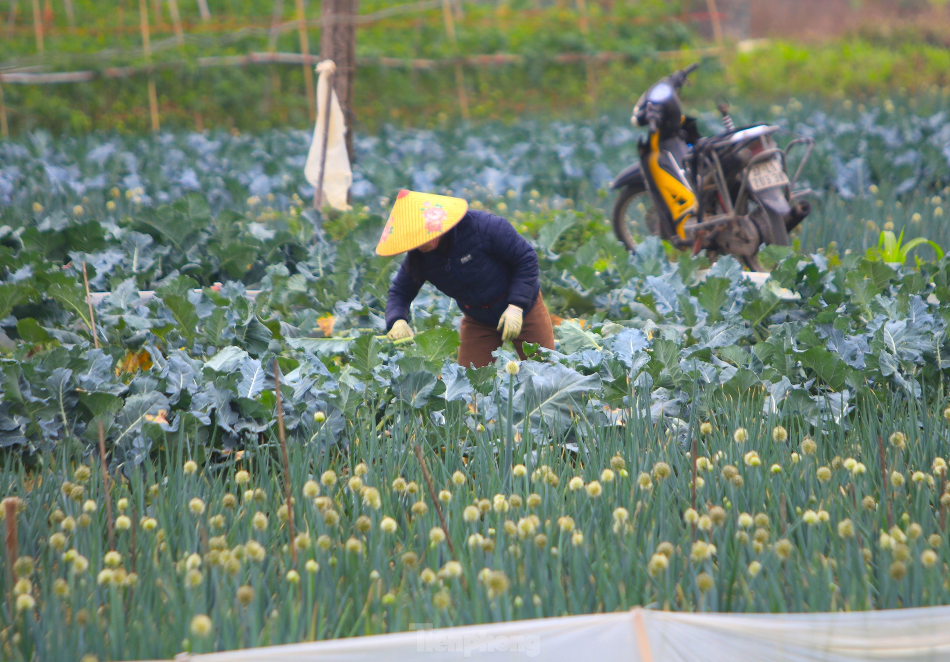 Nông dân ở vựa rau lớn nhất Nghệ An 'trúng đậm' vụ Tết ảnh 4