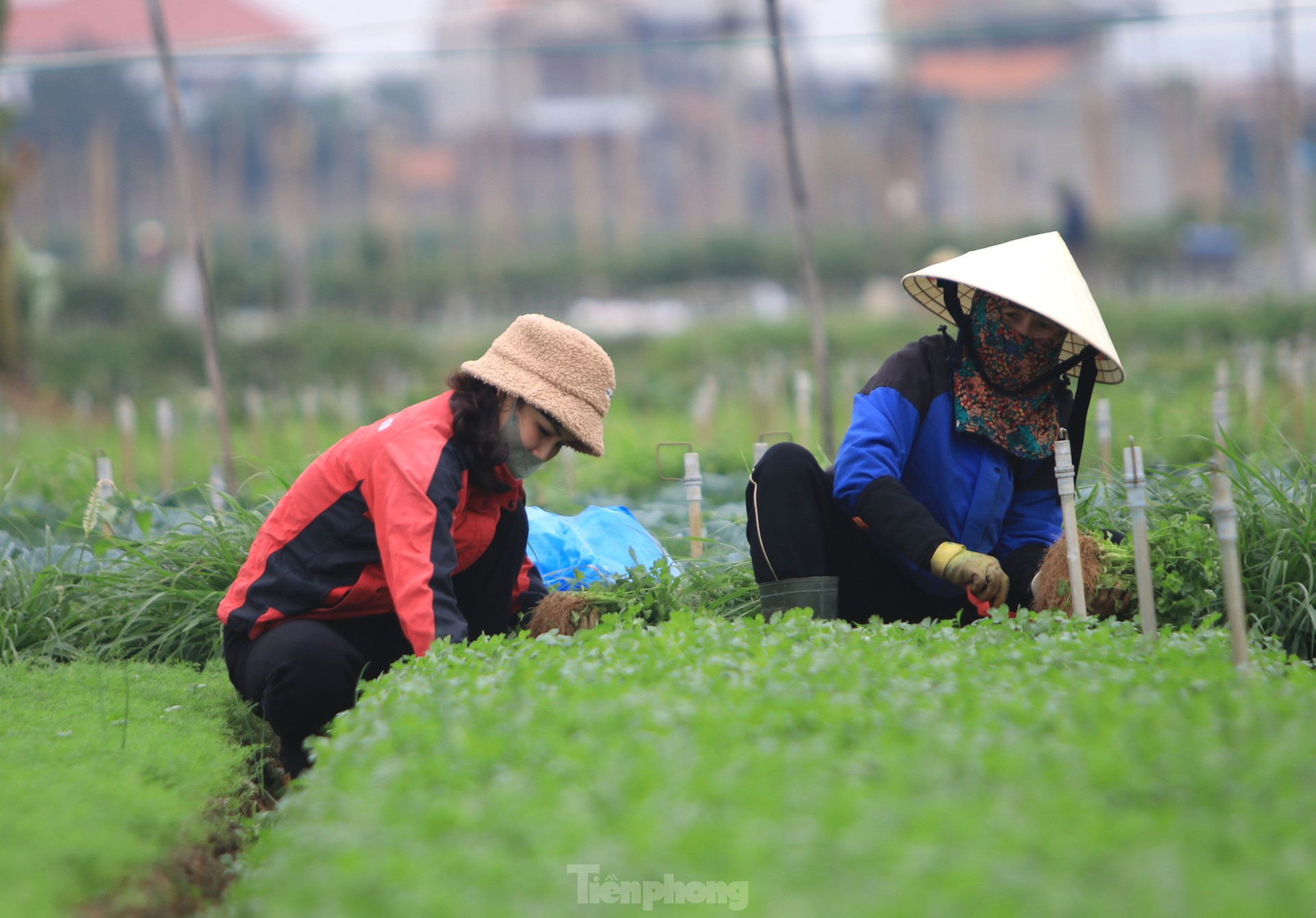 Nông dân ở vựa rau lớn nhất Nghệ An 'trúng đậm' vụ Tết ảnh 19