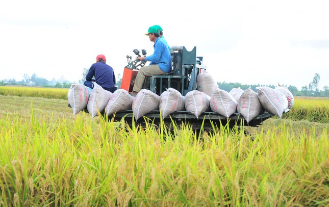 Việt Nam xuất khẩu gạo cho 3 tỷ người làm lương thực chính ảnh 1