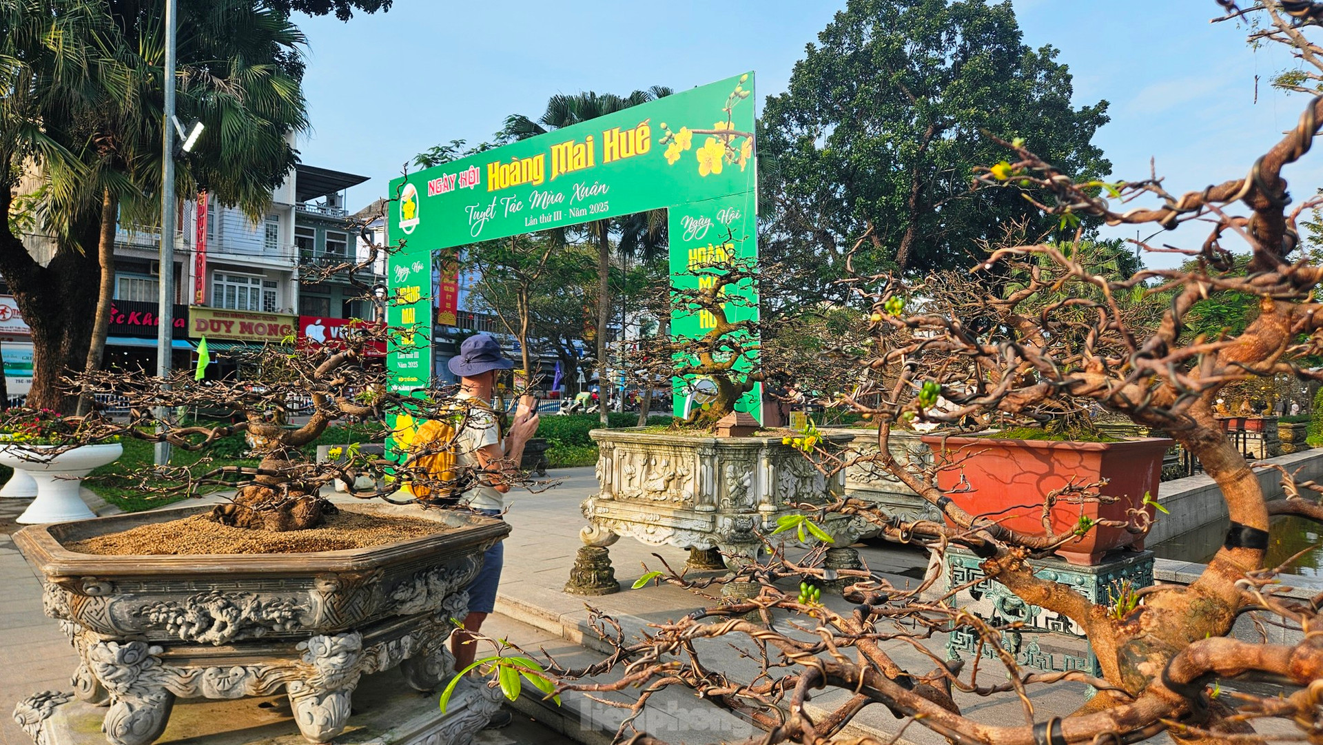 Mê mẩn với hoàng mai ‘độc lạ’, biểu tượng sắc xuân xứ Huế ảnh 2