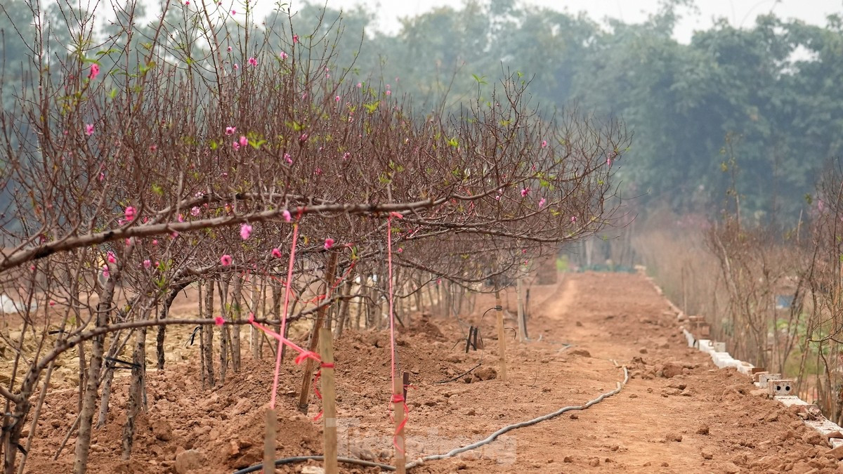 Hà Nội: Đào Nhật Tân tăng giá mạnh, chi tiền triệu vẫn khó mua ảnh 5