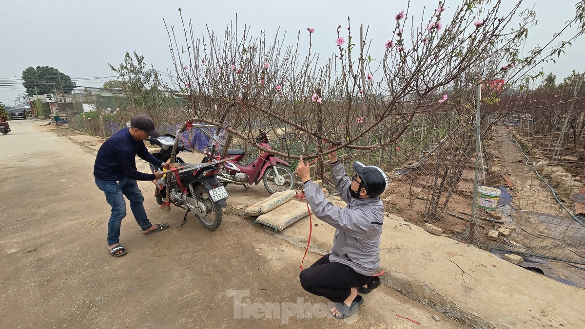 Hà Nội: Đào Nhật Tân tăng giá mạnh, chi tiền triệu vẫn khó mua ảnh 7