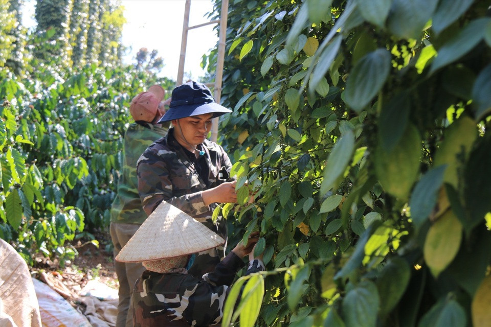 Giá tiêu hôm nay 23/1/2025: tiếp tục tăng tại Đắk Lắk và Bà Rịa - Vũng Tàu 