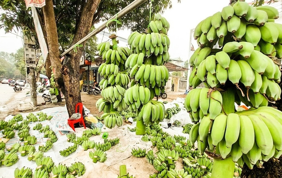 Giải mã nguyên nhân chuối tiêu giá lên tới mấy trăm nghìn dịp cận Tết Nguyên đán 2025