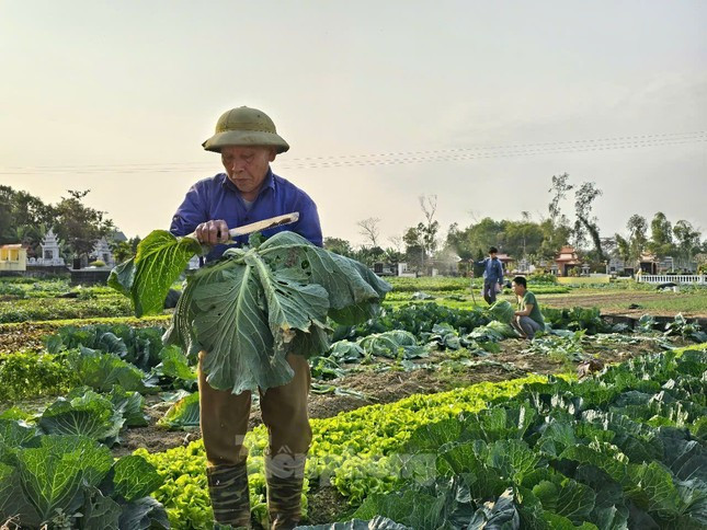 Thanh Hóa: Rau củ rẻ như cho, nông dân đón Tết buồn ảnh 3