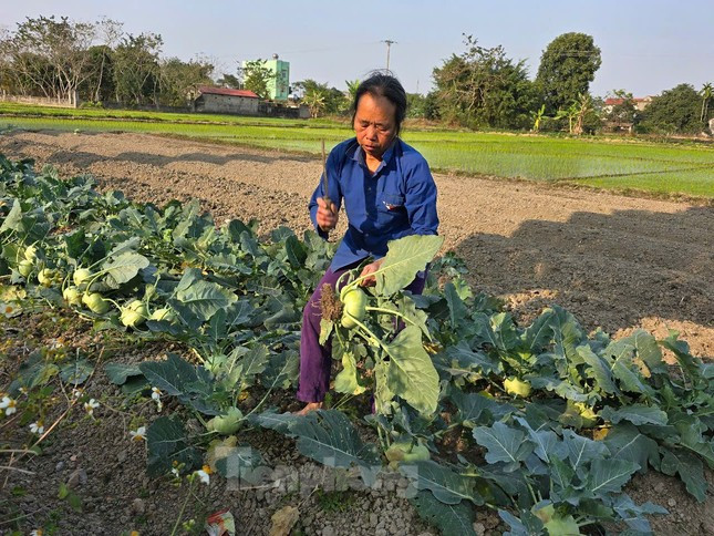 Thanh Hóa: Rau củ rẻ như cho, nông dân đón Tết buồn ảnh 2