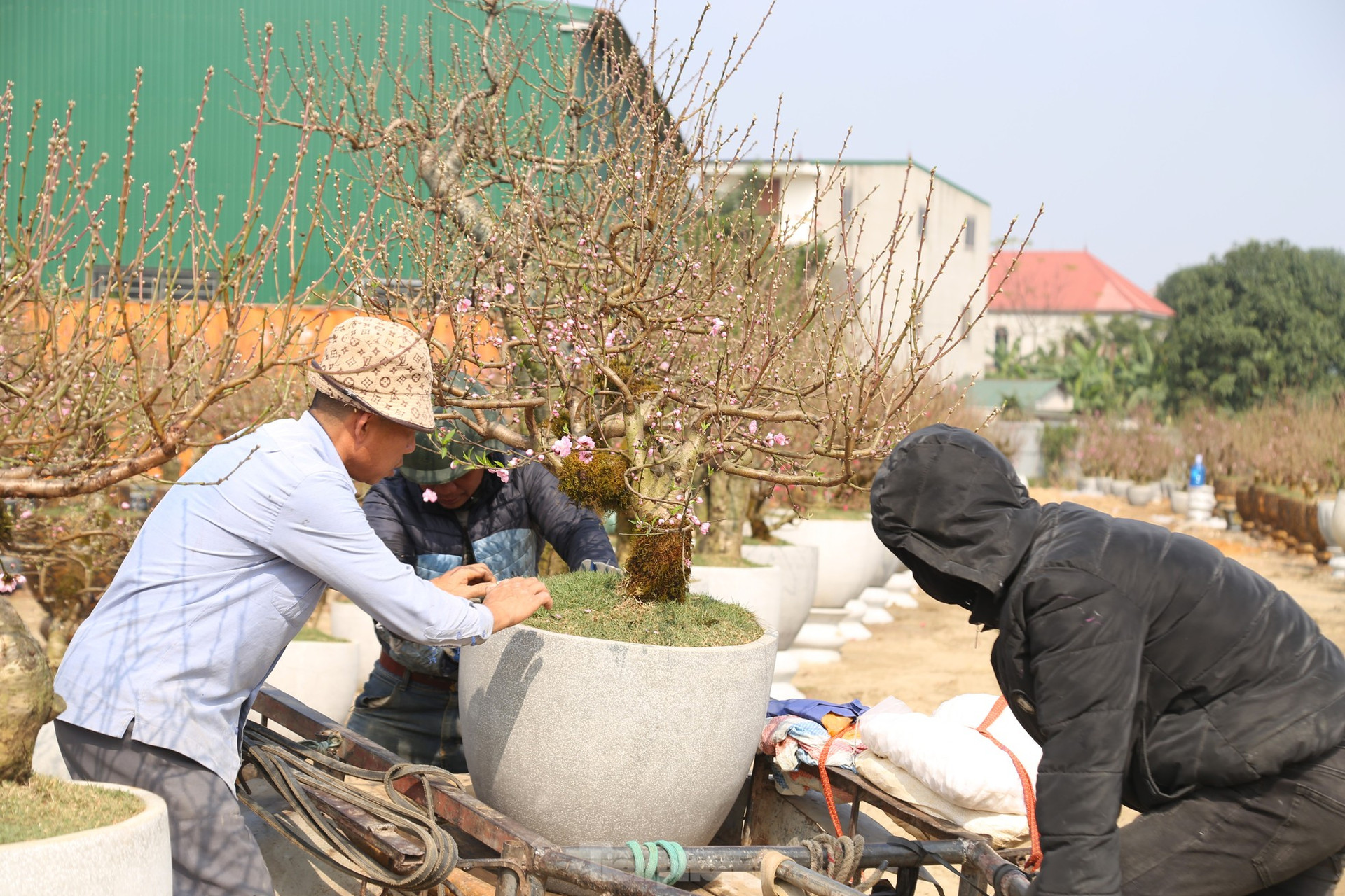 Thu nhập của 'người chở mùa xuân' giảm mạnh vụ Tết ảnh 2