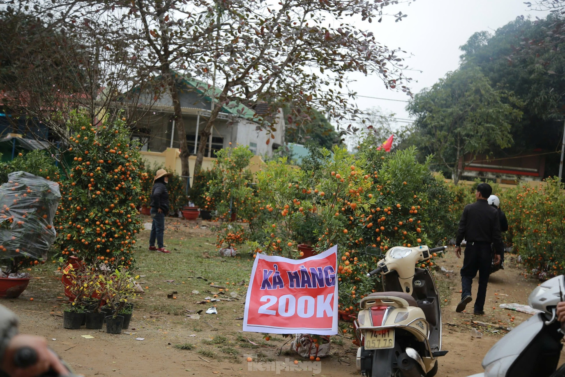 Đào, quất ế ẩm ngày cuối năm, tiểu thương nói 'Tết không vui nổi' ảnh 1