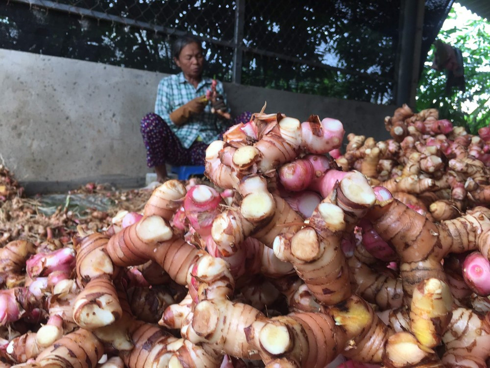 Lần đầu tiên, nhà khoa học Việt Nam phân lập thành công chất hỗ trợ điều trị ung thư trong loại củ gia vị ‘nhà nào cũng có' - ảnh 2