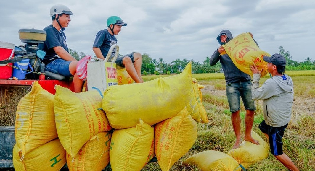 'Hạt ngọc Việt' lao dốc, xu hướng nhất thời hay dấu hiệu đáng lo?