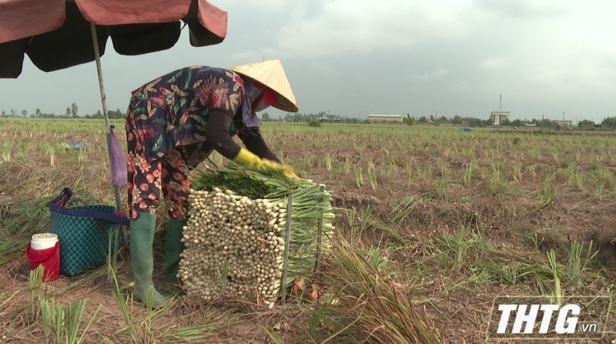 Nông dân Tiền Giang 'bắt sóng' cây trồng mới: Loại cây thơm nức, dễ chăm mà thu hoạch cao gấp 3 lần trồng lúa!