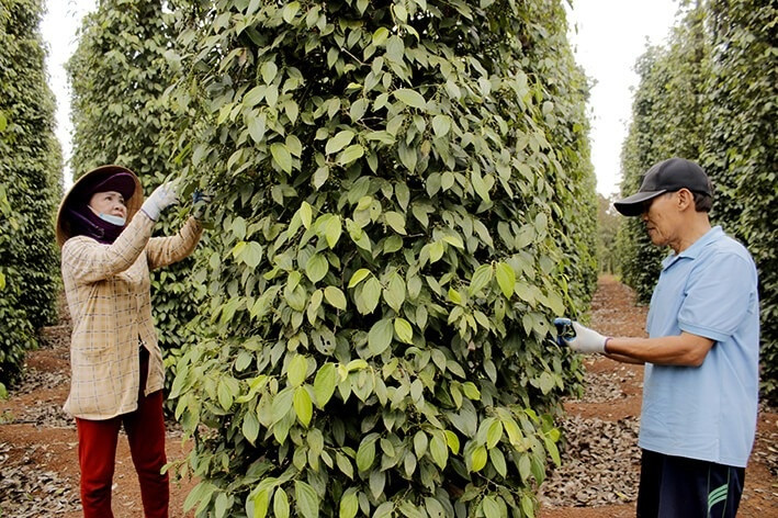 'Vàng đen' sốt giá, nông dân Việt trồng tiêu 'hái lộc trời' giữa lúc nguồn cung toàn thế giới khan hiếm