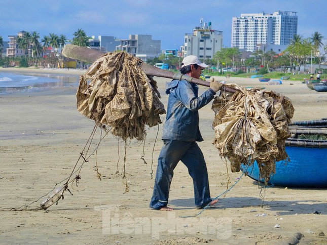 Kiếm bộn tiền với nghề 'săn' tôm hùm giống trên biển ảnh 3