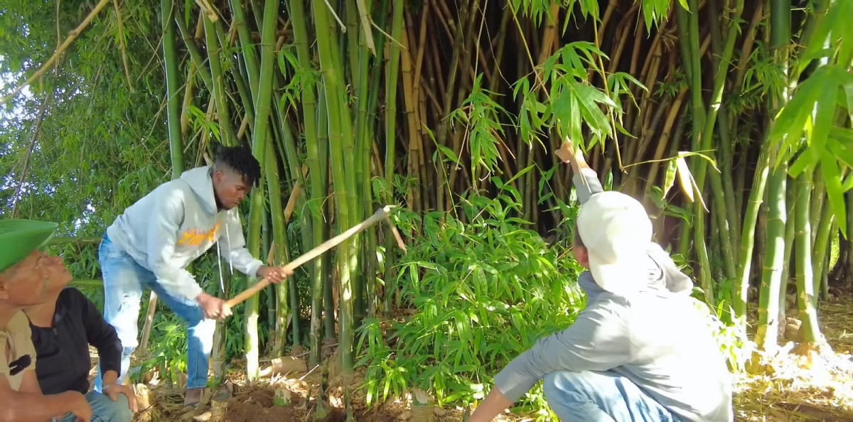 'Team châu Phi' khiến người dân Angola bội phục khi khai thác từ gốc đến ngọn loại cây mọc khắp Việt Nam