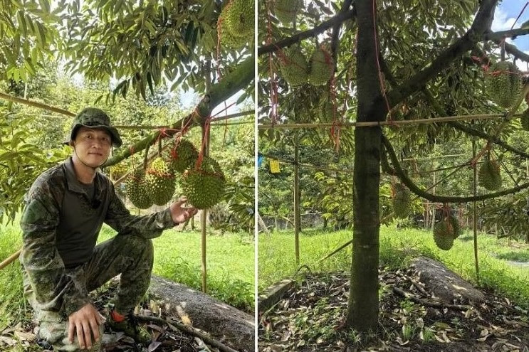 ‘Vượt mặt’ Thái Lan, Trung Quốc đã có bước tiến đột phá trong canh tác sầu riêng