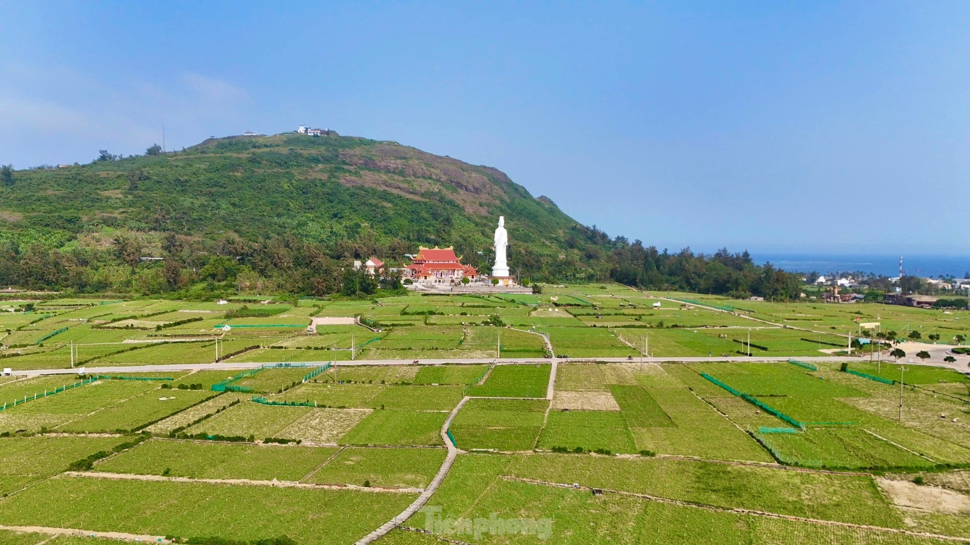 Tỏi Lý Sơn được mùa, nông dân chưa kịp vui đã méo mặt ảnh 36