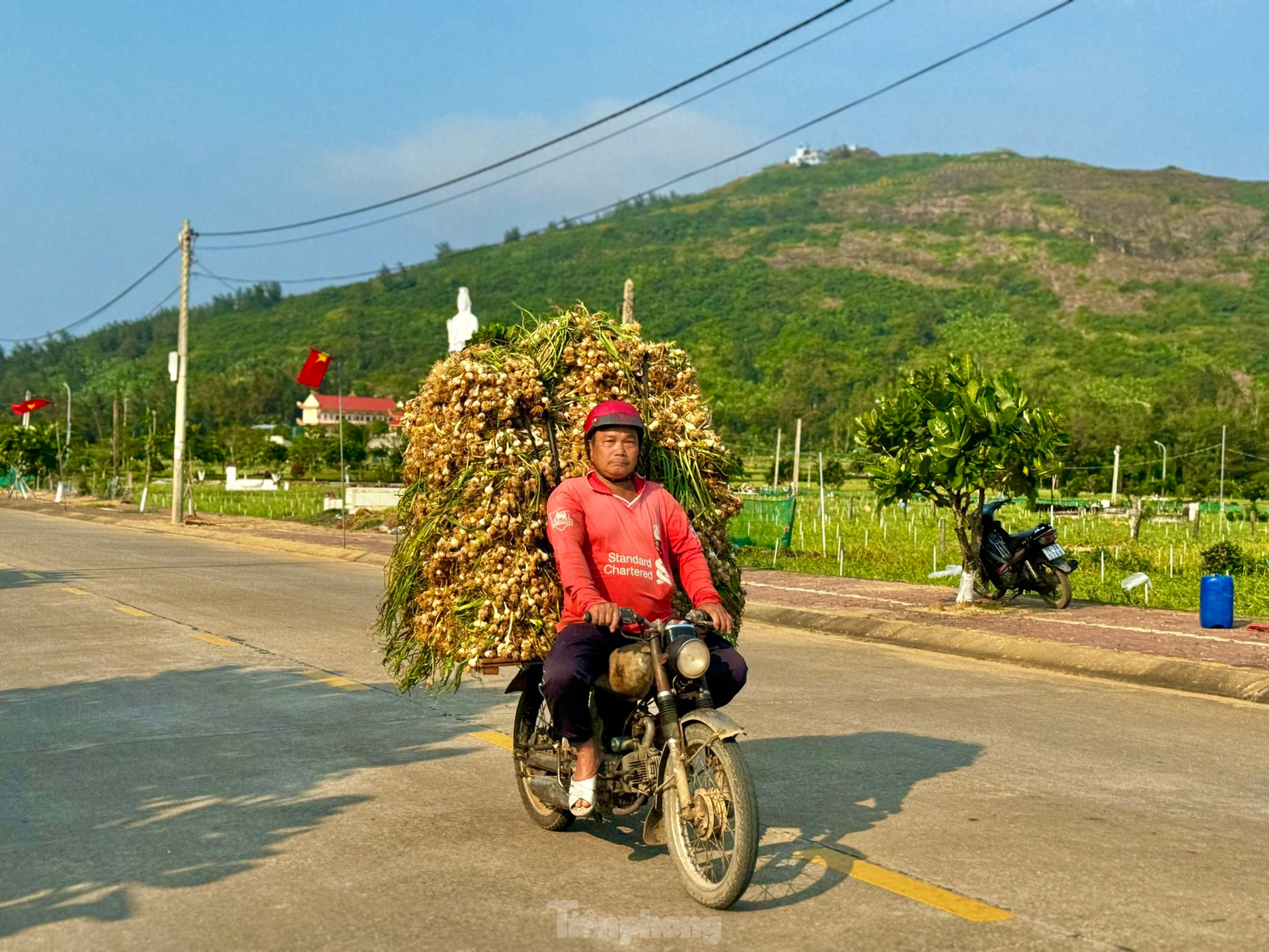 Tỏi Lý Sơn được mùa, nông dân chưa kịp vui đã méo mặt ảnh 34