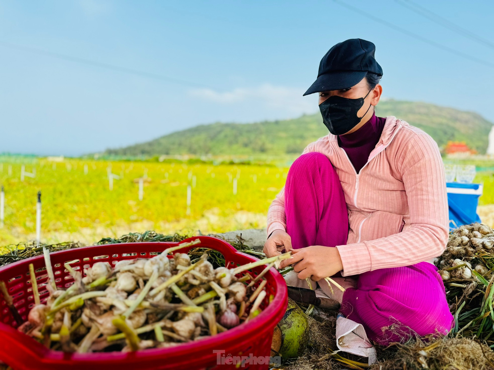 Tỏi Lý Sơn được mùa, nông dân chưa kịp vui đã méo mặt ảnh 22