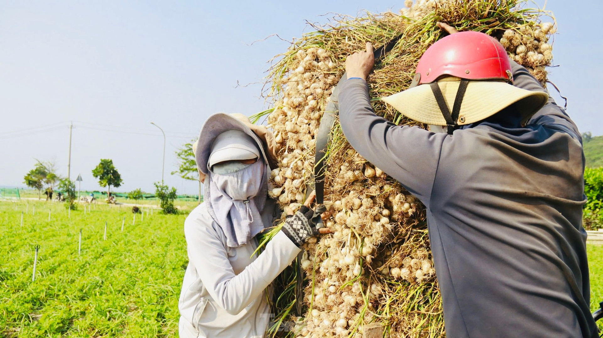 Tỏi Lý Sơn được mùa, nông dân chưa kịp vui đã méo mặt ảnh 17