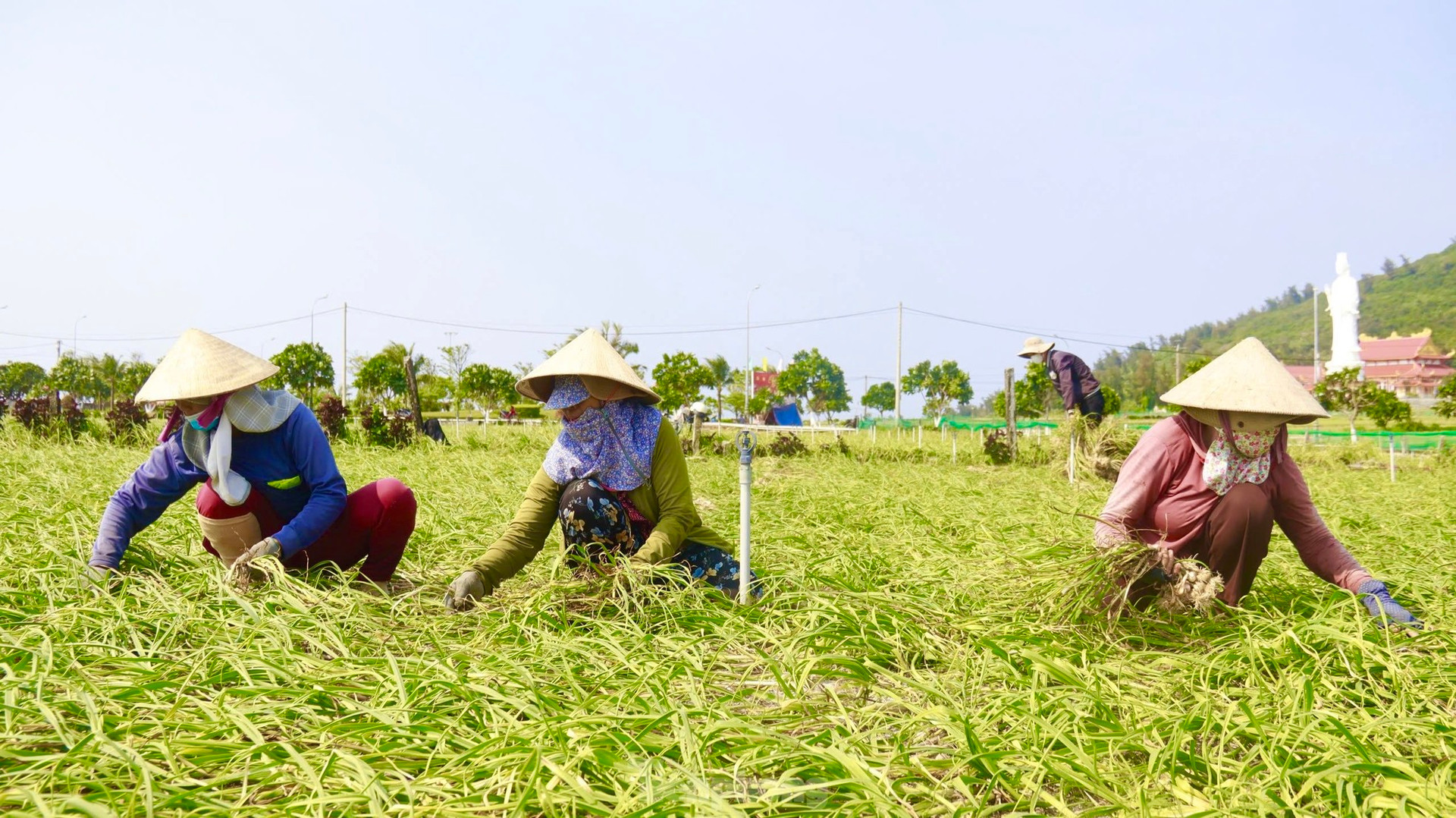 Tỏi Lý Sơn được mùa, nông dân chưa kịp vui đã méo mặt ảnh 5