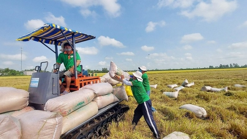 Giá gạo Việt Nam đối diện sức ép lao dốc khi Ấn Độ dỡ lệnh cấm vận