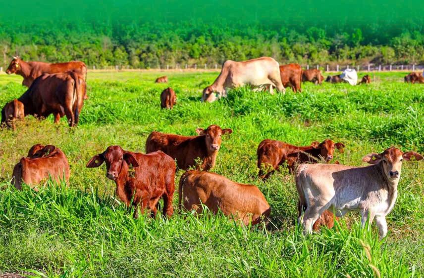 Nối gót Hoàng Anh Gia Lai, Thaco, một 'đại gia' muốn sang Lào nuôi bò quy mô lớn