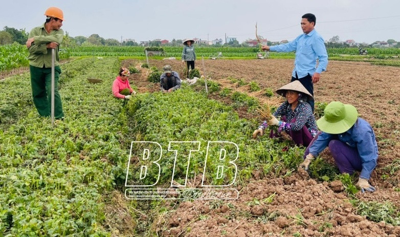 Nông dân Thái Bình đổi đời nhờ trồng 'cây thuốc vàng', có nơi thu hàng chục tỷ mỗi năm: Bà con vui như mở hội