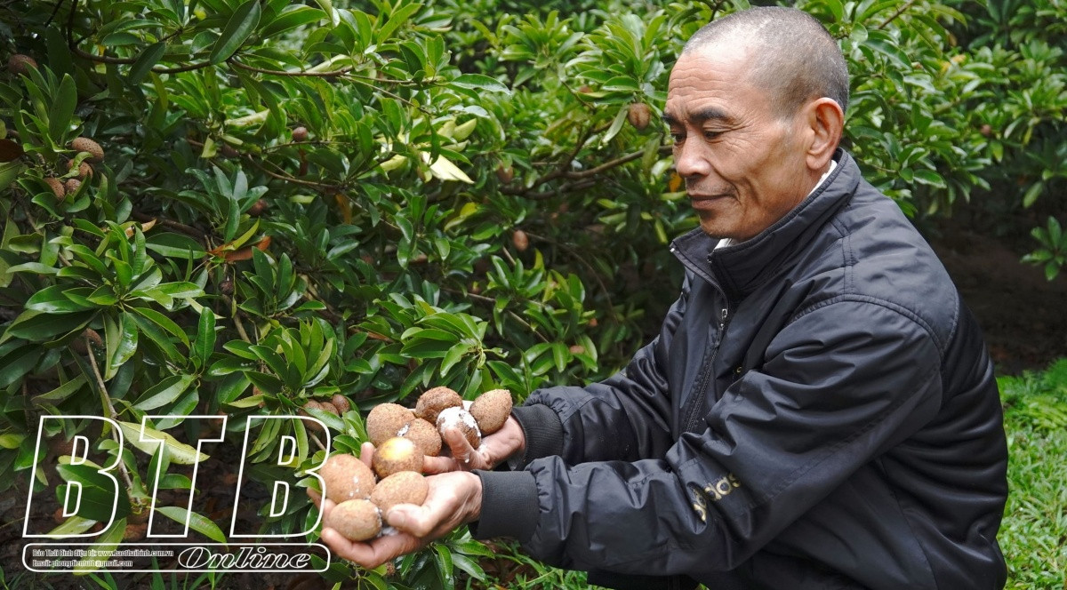 Nông dân Thái Bình ‘bỏ lúa’ chuyển sang loại cây trồng dễ ợt, chỉ tốn công chăm lúc đầu vụ: Thu nhập hàng chục triệu/vụ