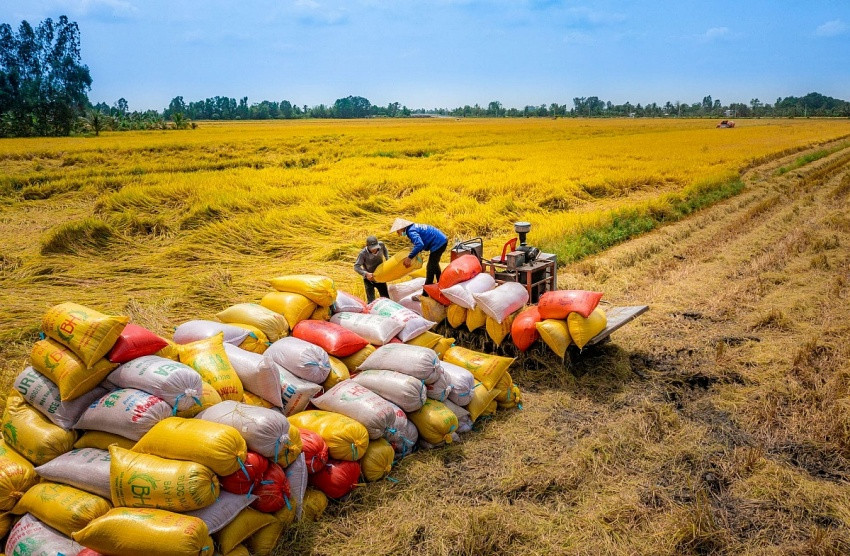 Sau 'cú giáng mạnh' từ Ấn Độ, doanh nghiệp gạo Việt Nam gặp thêm áp lực khi đối tác hàng đầu nâng 'rào cản'