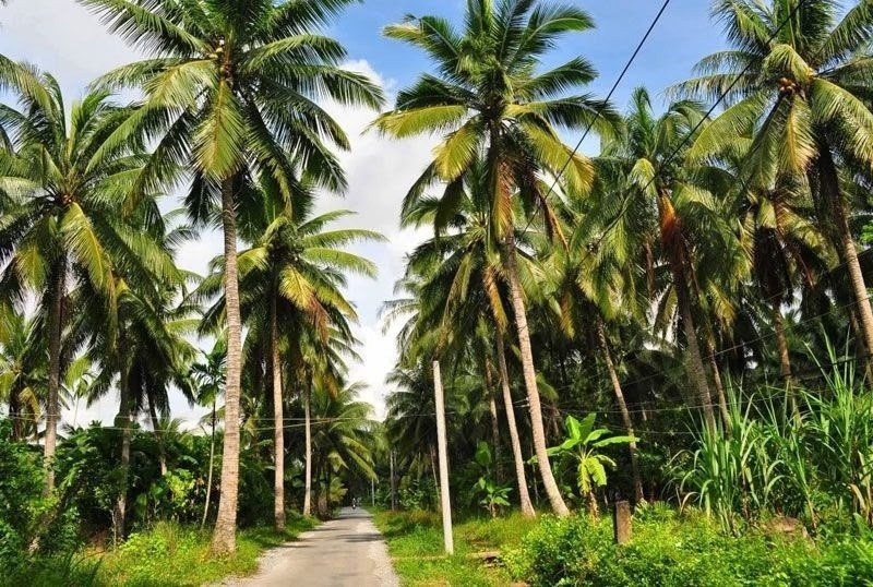 Thạc sĩ bỏ phố về quê, kinh doanh 'vàng lọc' của cây dừa mà thu về 30 tỷ đồng/năm