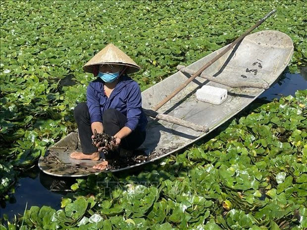 Loại củ ở Vĩnh Long ăn bùi, ngọt giúp người dân kiếm tiền gấp đôi trồng lúa