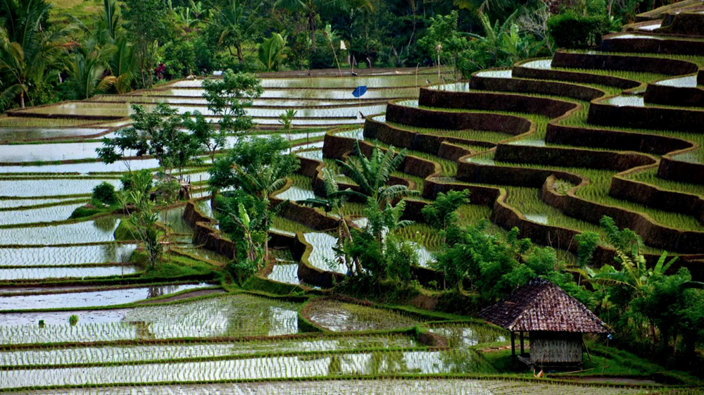 Indonesia thẳng thừng từ chối bán gạo cho nước láng giềng Malaysia: Cơ hội vàng cho gạo Việt Nam - ảnh 2