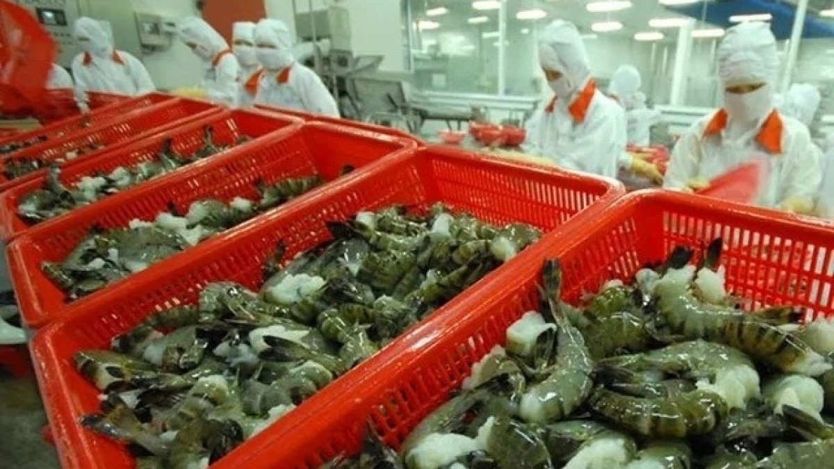 Gần 1 tỷ USD sau 3 tháng: Tôm Việt xuất khẩu thăng hoa nhưng áp lực vẫn đè nặng