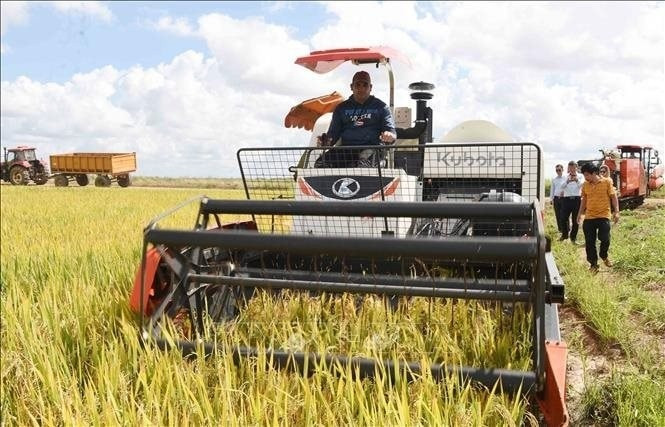 Phép màu xuất hiện trên những cánh đồng Cuba sau hơn 3 tháng được Việt Nam hỗ trợ